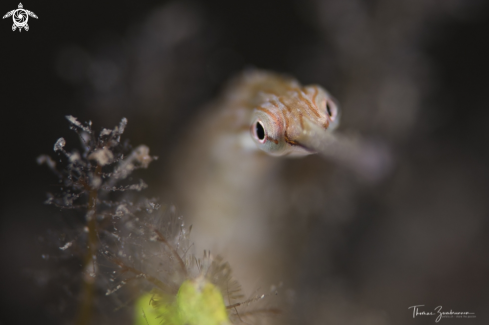 A Pipefish 