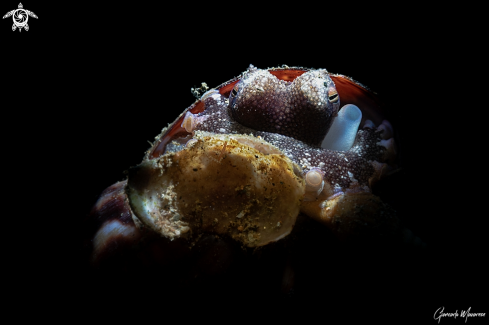 A Amphioctopus marginatus | Coconut octopus