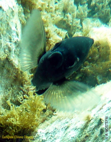 A Chromis Chromis | 