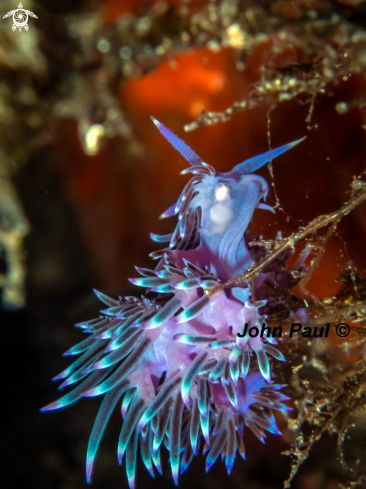 A Flabellina affinis | FLABELLINE MAUVE