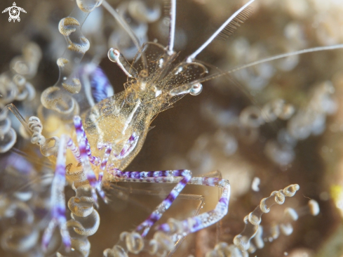 A Ancylomenes pedersoni | Peterson Cleaner Shrimp
