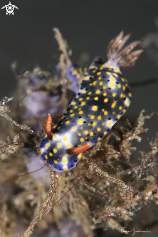 A Nudibranch 