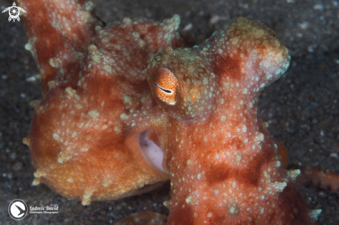 A Starry Night Octopus