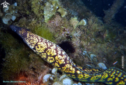 A underwater creature