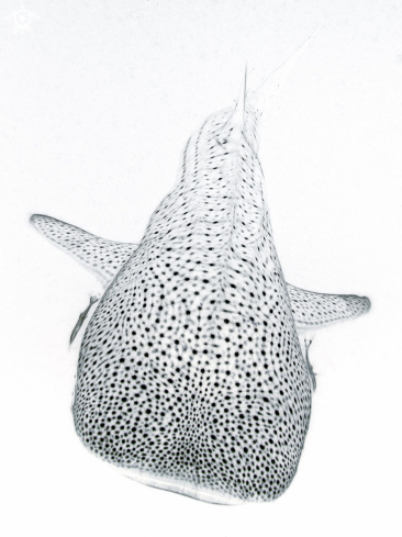 A Whale Shark