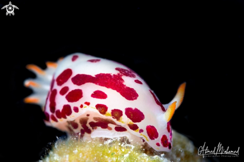 A Nudibranch 