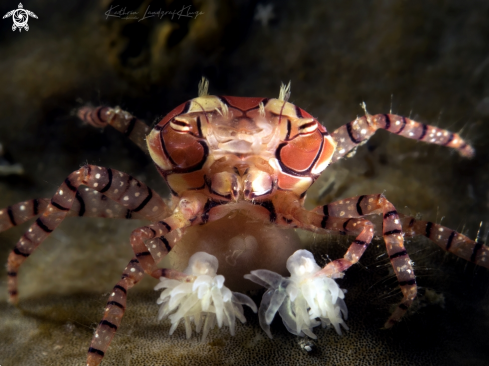 A Lybia tessellata | Boxer Crab