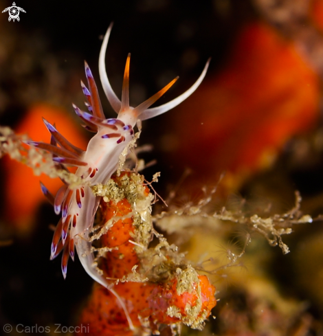 A Nudibranquio