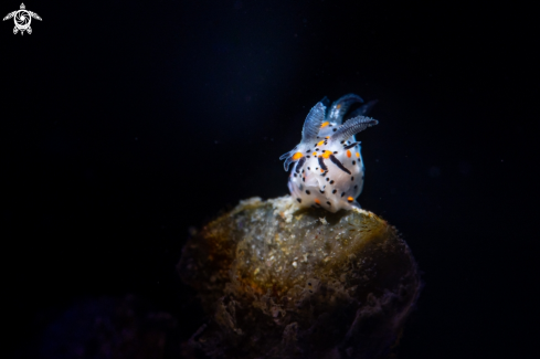 A Polycera abei