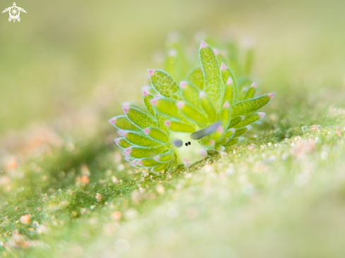 A Costasiella | Nudibranch