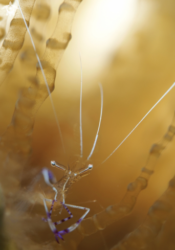 A Peterson Cleaner Shrimp