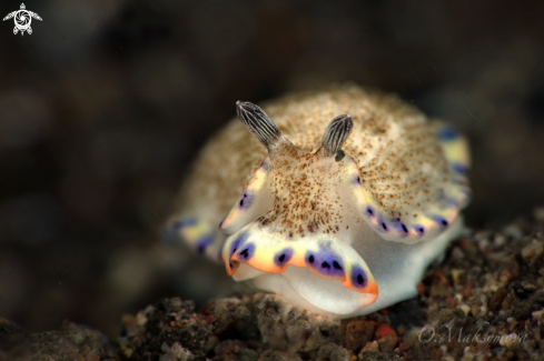 A Nudibranch  Dermatobranchus caeruleomaculatus  