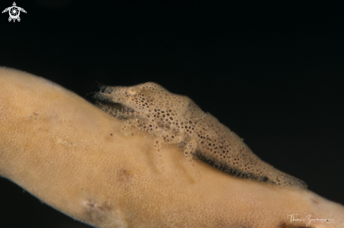 A Cryptic Sponge Shrimp