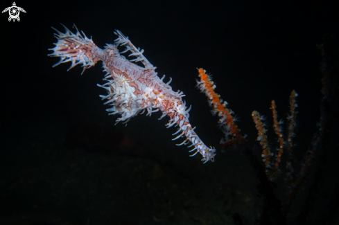 A Ornate ghost pipefish