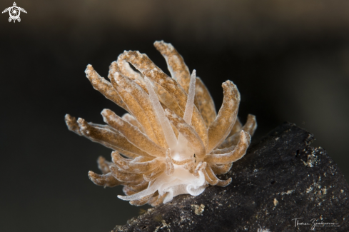 A Nudibranch 