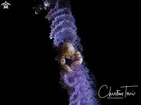 A Soft coral porcelain crab