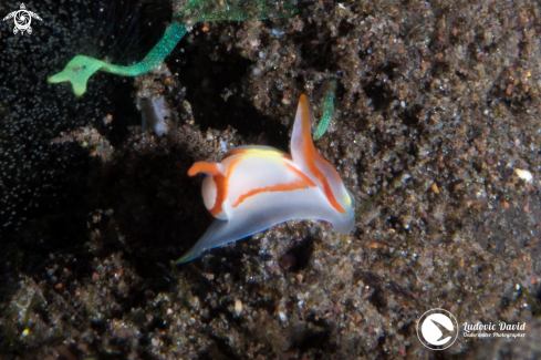 A Siphopteron makisig | Batwing Slug