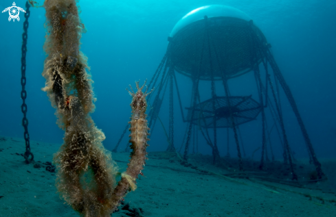 A Hippocampus guttulatus | Sea Horse