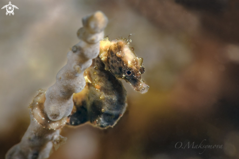 A Pontoh's pygmy seahorse (Hippocampus pontohi) 