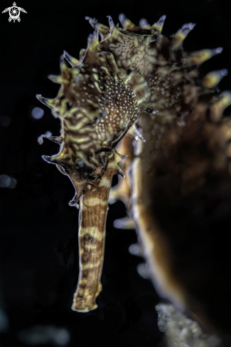 A hippocampus Histryx | hippocampus Histryx