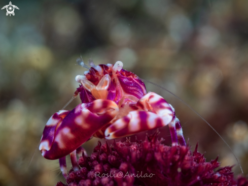A Soft coral porcelain crab