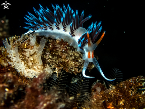 A Cratena peregrina  | Limace pélerine