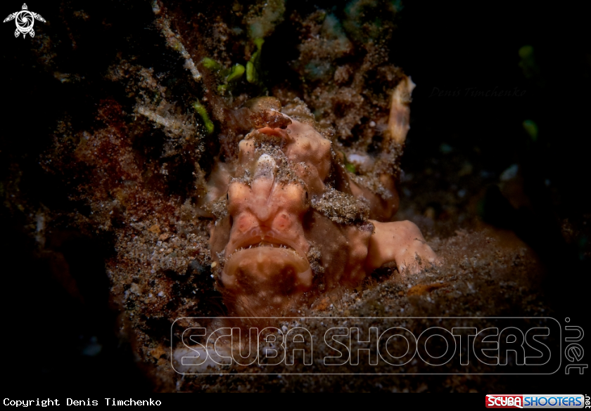A FROGFISH