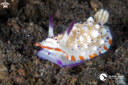 A Bumpy Mexichromis Nudibranch