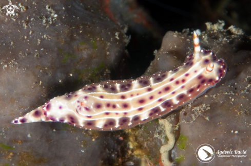 A Spotted Hypselodoris Nudibranch