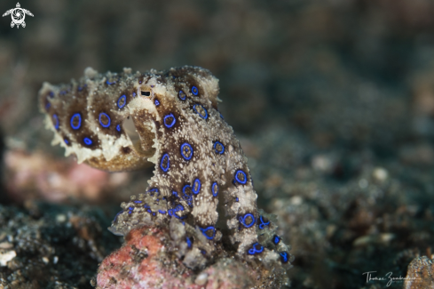 A Bluering Octopus 