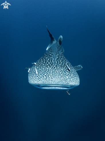 A Rhincodon typus | Whale Shark