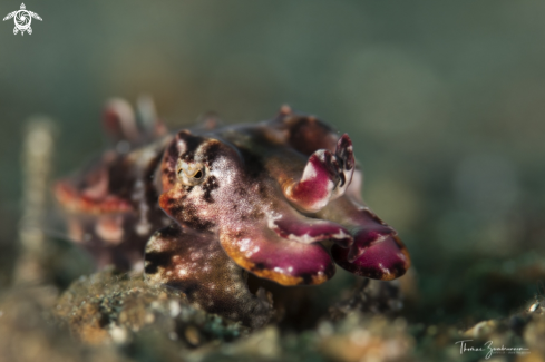 A Flamboyant Cuttlefish 