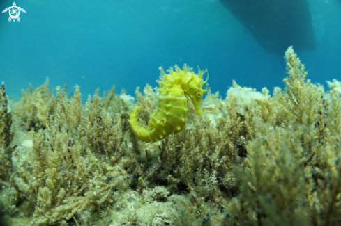 A seahorse