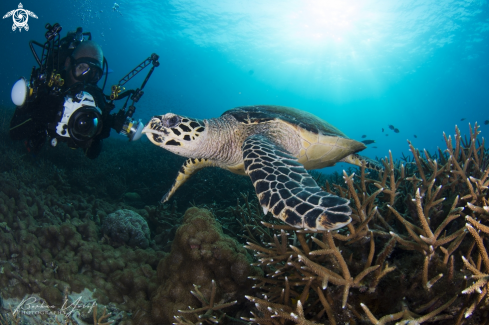 A Hawksbill