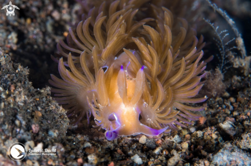 A Pteraeolidia semperi | Blue Dragon Nudibranch