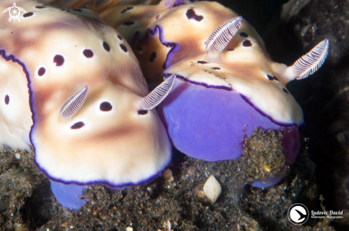 A Tryon's Hypselodoris Nudibranch