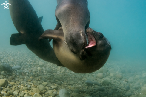 A Zalophus californianus | California Sea Lion