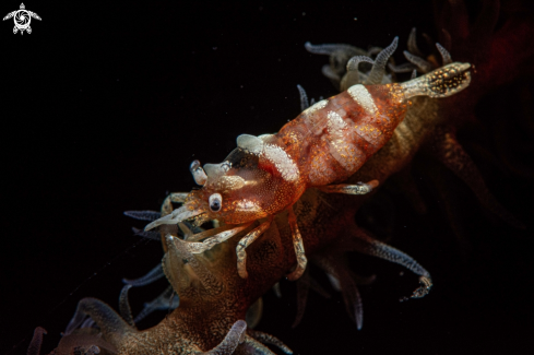 A Whip coral shrimp