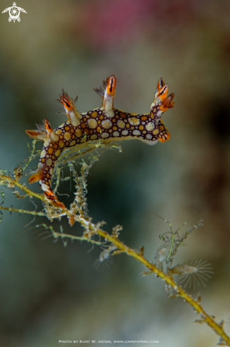 A Nudibranche and Skeletonshrimp