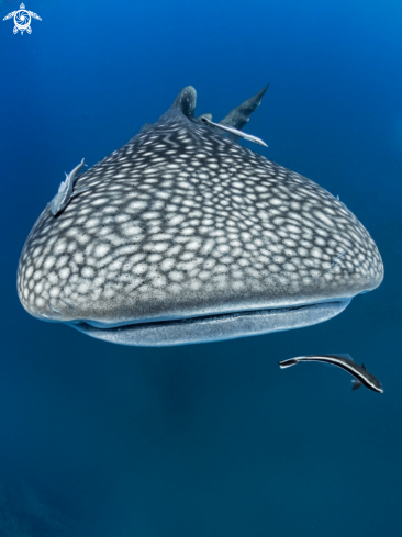 A Rhincodon typus | Whale Shark