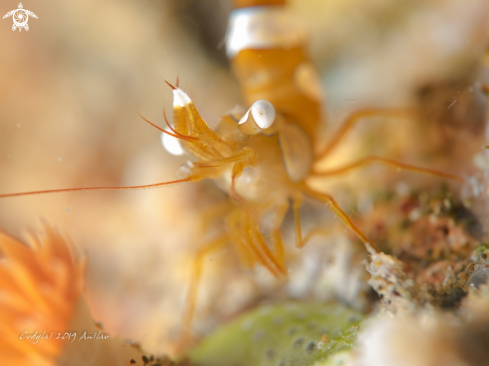 A sexy shrimp