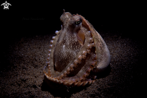 A Amphioctopus marginatus | OCTOPUS