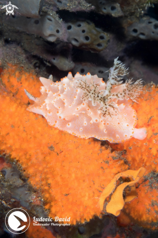 A Halgerda batangas | Batangas Halgerda Nudibranch