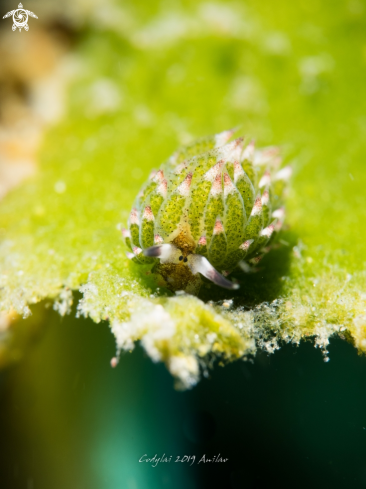 A Costasiella paweli | Sheep