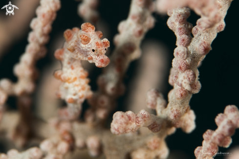 A Pygmi Seahorse Bargibanti