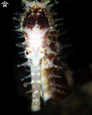 A Thorny seahorse