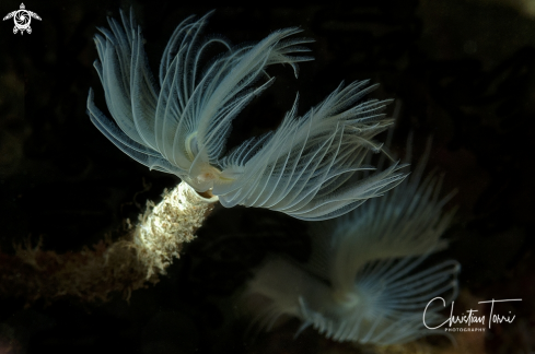 A Mediterranean fan worm