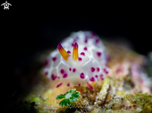 A Nudibranch