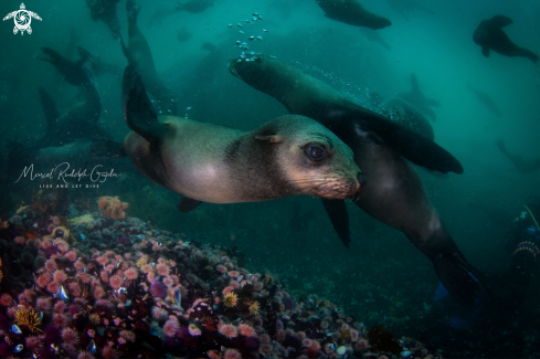 A Furseals