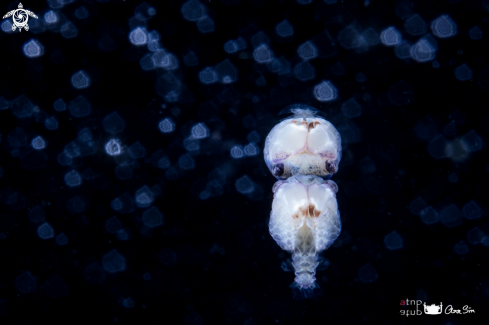 A Larval crab